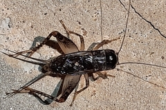 Velarifictorus micado