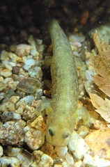 Onychodactylus koreanus
