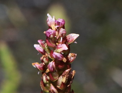 Disa obtusa hottentotica