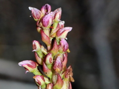 Disa obtusa hottentotica
