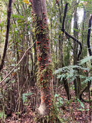 Anthracophyllum discolor