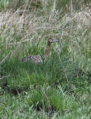 Rhynchotus rufescens