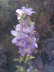 Campanula pyramidalis