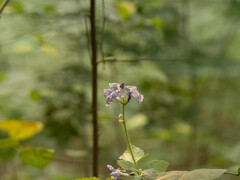 Clematis heracleifolia