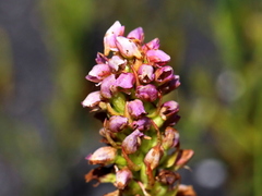 Disa obtusa hottentotica