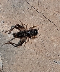 Velarifictorus micado