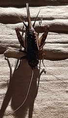 Eunemobius carolinus