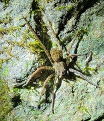 Dolomedes raptor