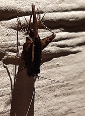 Eunemobius carolinus