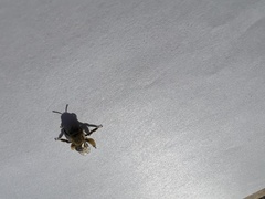 Apoidea