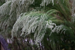 Eupatorium capillifolium