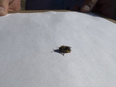 Apoidea