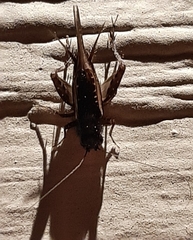 Eunemobius carolinus