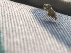 Pterygota