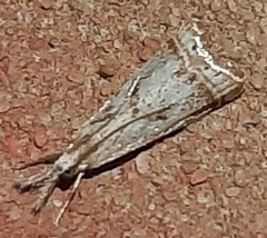 Microcrambus elegans
