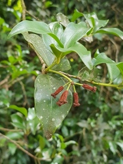 Peddiea africana