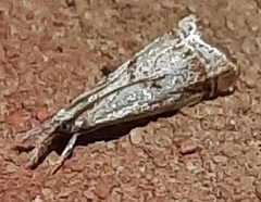 Microcrambus elegans