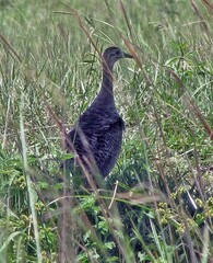 Rhynchotus rufescens