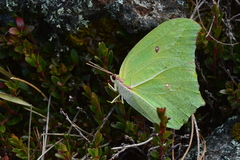 Anteos maerula