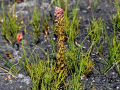 Disa obtusa hottentotica
