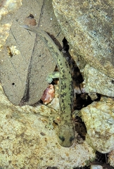 Onychodactylus koreanus