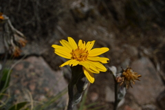 Robinsonecio gerberifolius