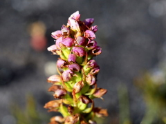 Disa obtusa hottentotica