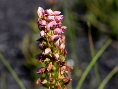 Disa obtusa hottentotica