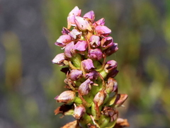 Disa obtusa hottentotica