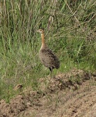 Rhynchotus rufescens