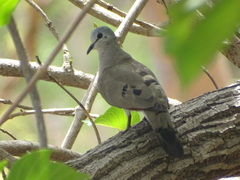 Turtur abyssinicus