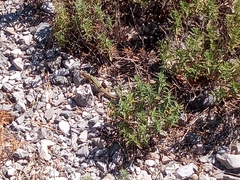 Podarcis melisellensis