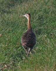 Rhynchotus rufescens