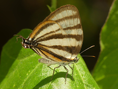 Arawacus separata