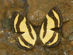 Baeotis staudingeri