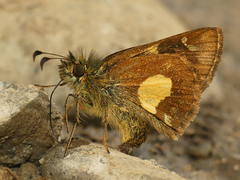 Dalla cypselus