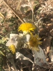 Pentanema verbascifolium