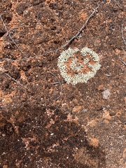 Xanthoparmelia semiviridis