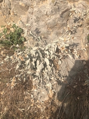 Pentanema verbascifolium