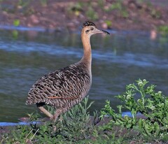 Rhynchotus rufescens