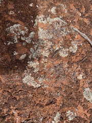 Xanthoparmelia semiviridis