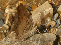 Historis acheronta