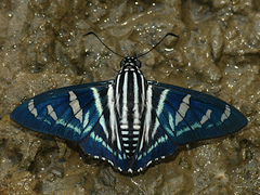 Jemadia hewitsonii