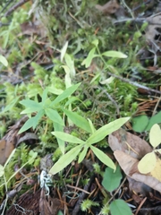 Moehringia macrophylla