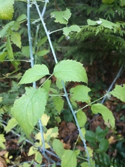 Rubus leucodermis