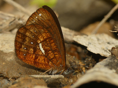 Lymanopoda ferruginosa