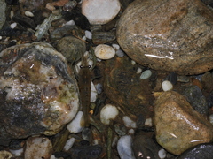 Macrobrachium asperulum