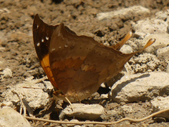 Marpesia furcula