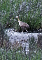 Rhynchotus rufescens