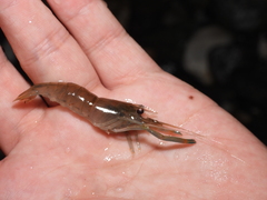 Macrobrachium asperulum